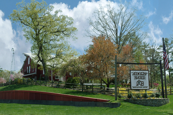 angus barn photo