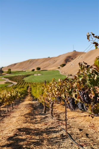 SOLD OUT - Wente Vineyards Wine Makers Dinner Monday, November 11, 2024 at 6:00pm