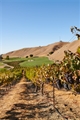 SOLD OUT - Wente Vineyards Wine Makers Dinner Monday, November 11, 2024 at 6:00pm